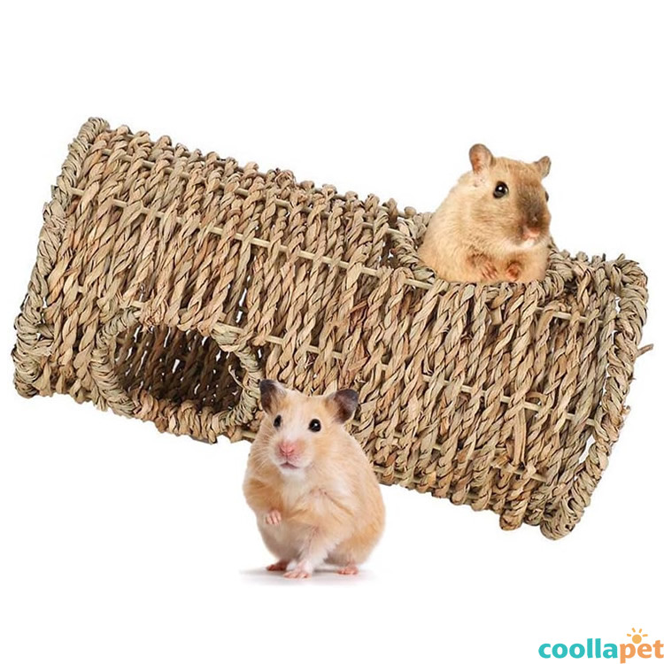 Photo inspiration: Picture Idea: Small Animal Hamster Play Tunnel Seagrass